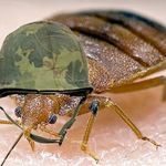 War Bugs: Bed Bugs have increasingly become a serious issue here in the Big Appleâso why not turn our pest into a weapon? Just collect people's bed bug infested clothes and mattresses and just dump them on enemy lines!